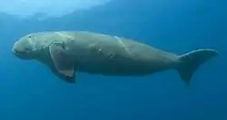Un dugongo gris nadando en el agua: se ve la parte inferior y tiene grandes extremidades detrás de la cabeza, apuntando hacia abajo. Tienen forma triangular, similar a la aleta de un delfín. Tiene un cuerpo delgado en comparación con la cabeza y una cola bifurcada como la de un delfín. tiene un ojo pequeño.