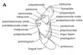 Anatomía del molar de Durlstotherium (en inglés)