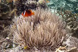 Heteractis crispa y Amphiprion melanopus