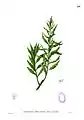 Ilustración de la especie en Flora de Filipinas, Francisco Manuel Blanco, Gran edición, 1880-1883 Archivado el 27 de septiembre de 2013 en Wayback Machine..