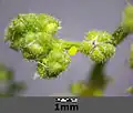 Inflorescencia