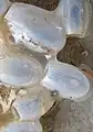 Detalle de huevos ya eclosionados