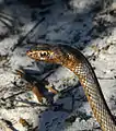 Masticophis flagellum flagellum