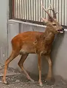 Venado Sika