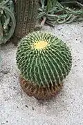 Kroenleinia grusonii, procedente de México