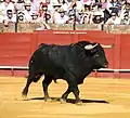 Negro zaino.
