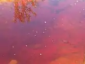 Las aguas rojizas del río