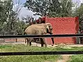 Elefante asiático