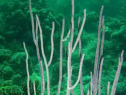 Ellisella elongata. Pinar del Río. Cuba