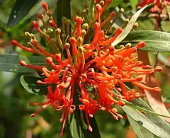 Flores de Embothrium