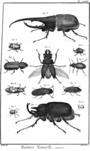 Coleópteros