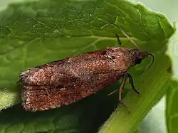 Endothenia ericetana
