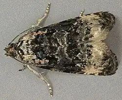 Endothenia gentianaeana