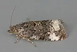 Endothenia marginana