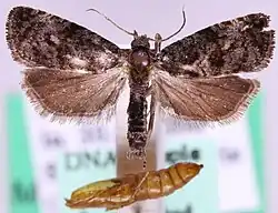 Endothenia pullana