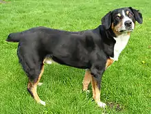 Boyero de Entlebuch.