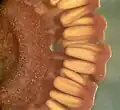 Corte transversal de estróbilo de Equisetum  Se observan los esporangios colgando hacia adentro de los esporangióforos peltados. Planta preservada en líquido.