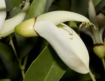 Flor.
