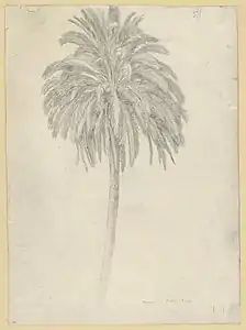 Estudio de una palmera,1834, Hamburger Kunsthalle (Hamburgo)
