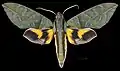 Eumorpha phorbas
