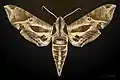 Eumorpha satellitia
