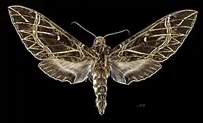 Euryglottis aper  ♀