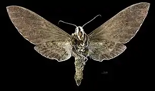 Euryglottis aper ♀  △