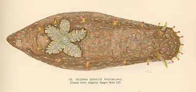 Triopha occidentalis