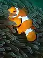 Amphiprion ocellaris