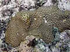 Favites halicora