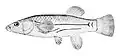 Fundulus heteroclitus