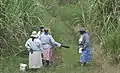 Cortadoras de cañas en Barbados, 2011