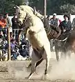 festival de doma y folclore de Villa Candelaria-agosto