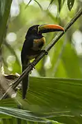 En el país habitan seis especies de tucanes y tucancillos, como el arasarí piquinaranja (Pteroglossus frantzii), llamado coloquialmente cusingo.
