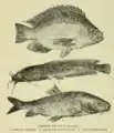 Especies del mar de Galilea; Tristram Natural History of the Holy Land