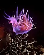Flabellina affinis.