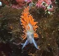 Flabellina amabilis.