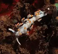 Flabellina bicolor.