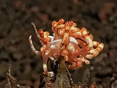 Flabellina bilas.