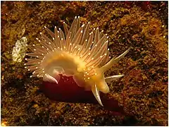 Flabellina trophina.
