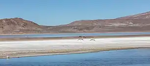 Flamencos de James (Phoenicoparrus jamesi) en la laguna de Salinas.