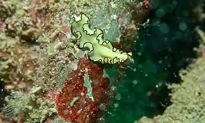 Pseudobiceros sp.