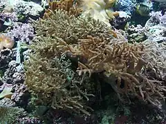 S. flexibilis en acuario. Tokyo.