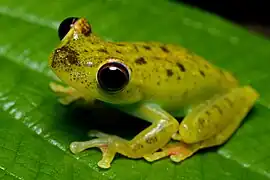 Hypsiboas rufitelus
