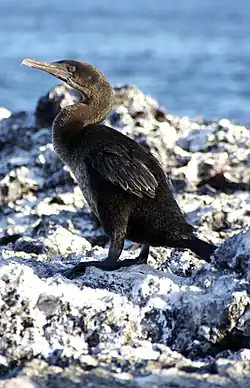 Cormorán no volador