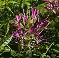 Inflorescencia rosada