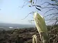 Flor de casahuate