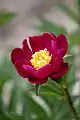 Paeonia 'Enshikou'.