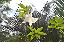  Burundanga