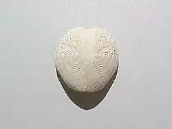 Lovenia (Equinoideo)